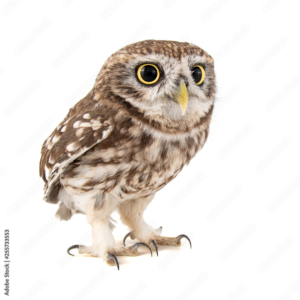 Little Owl, Athene noctua, isolated on white background. Little Owl, Athene noctua, isolated on white background.