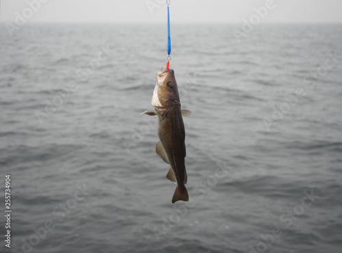 codfish on fishing-rod