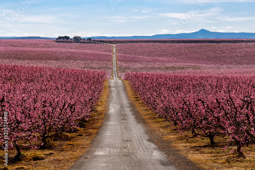 Peach Trees in Early Spring Blooming in Aitona, Catalonia photo