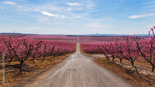 Peach Trees in Early Spring Blooming in Aitona, Catalonia