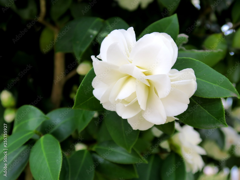 白い椿の花 白い椿の花
