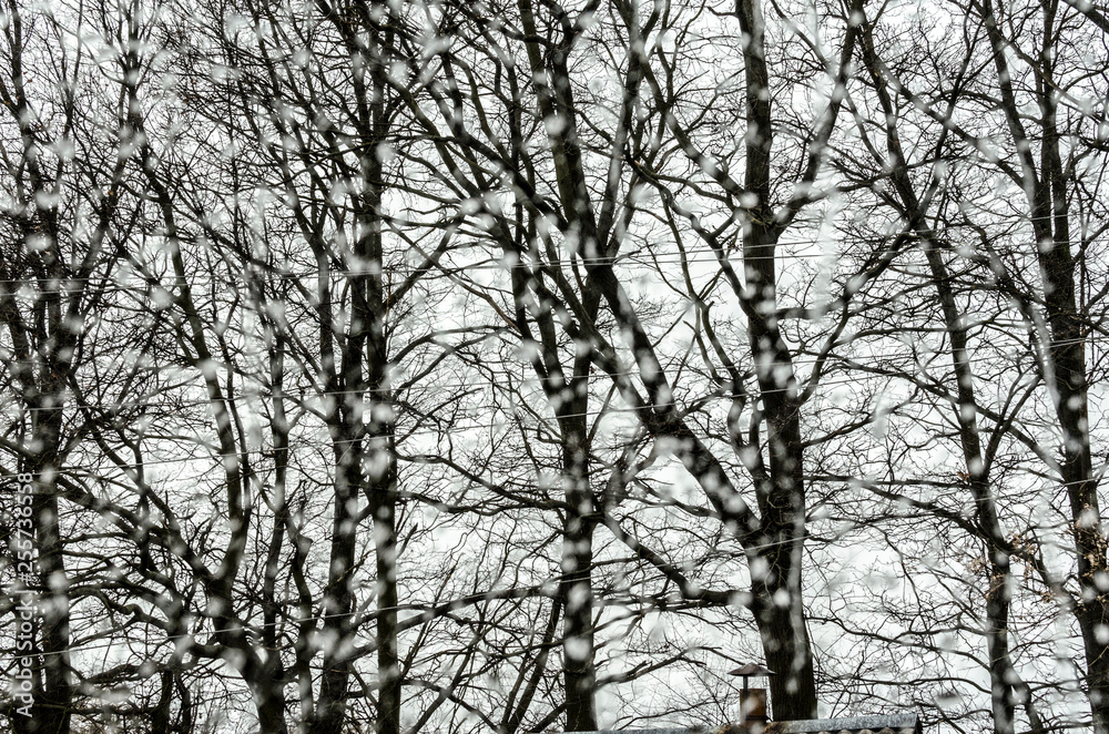 Rainy day: trees outside the window. Rainy day: trees outside the window.