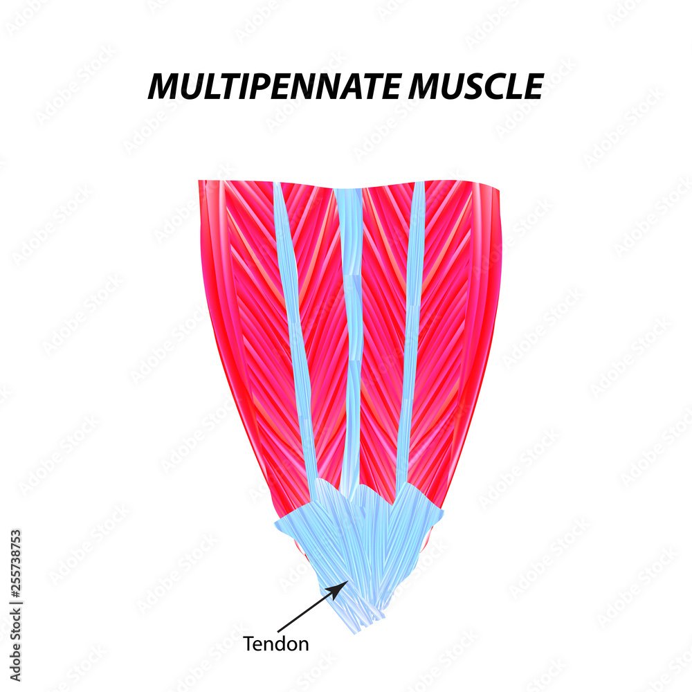 The structure of skeletal muscle. Multipennate muscle. Tendon ...