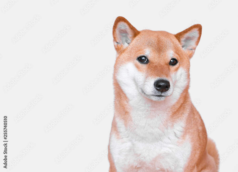 Portrait of young Shiba inu Dog on  White Background. 