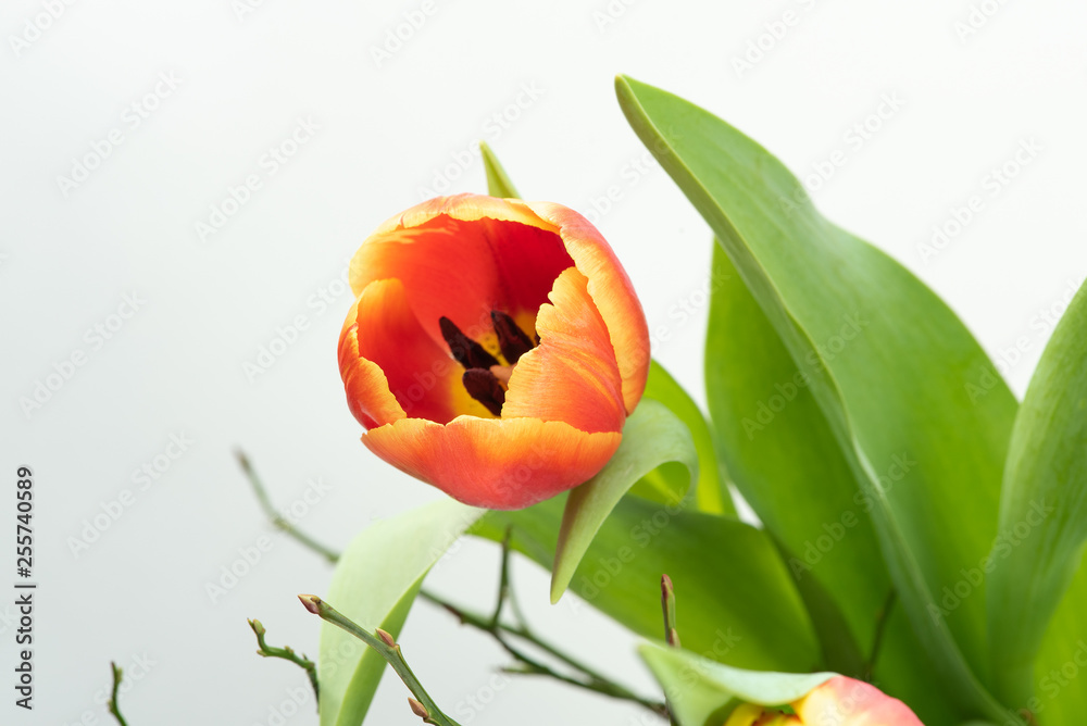 Frühlingsblume (Tulpe)