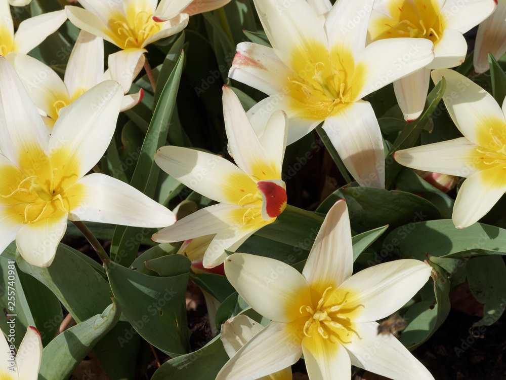 Seerosen-Tulpe. Dekorative Sternblumen, Gelb, cremeweiß und rot geflammt. Tulipa kaufmanniana 'Wildart' Seerosen-Tulpe. Dekorative Sternblumen, Gelb, cremeweiß und rot geflammt. Tulipa kaufmanniana 'Wildart'