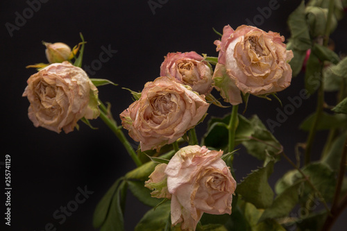 withered roses on a dark background