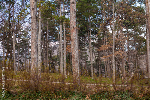 Pine grove in Trieste