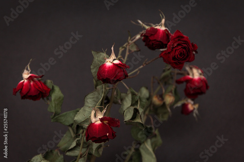 branch of red roses on a dark background
