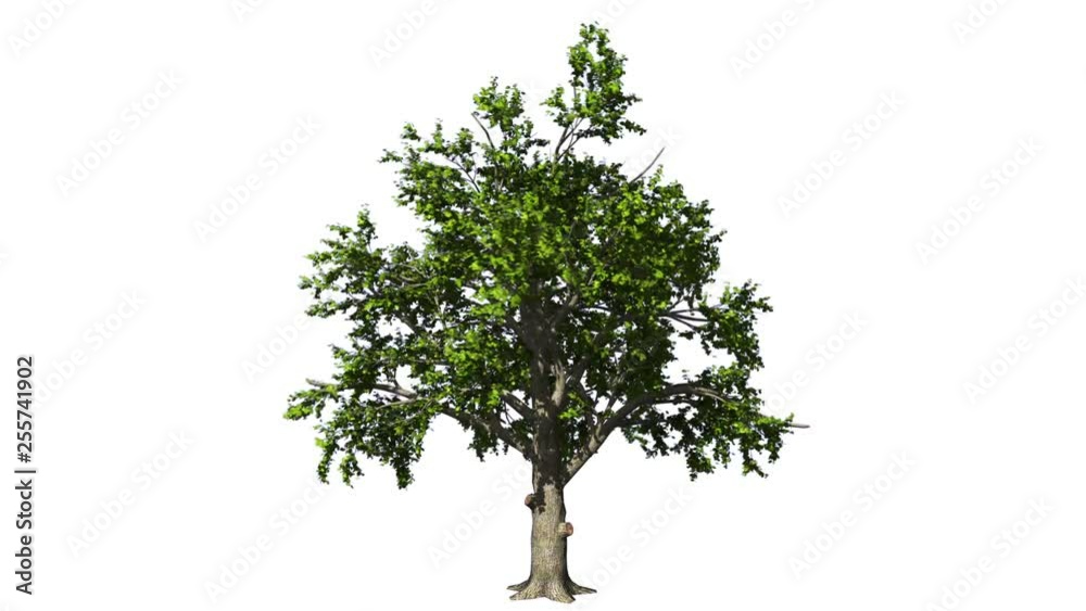 Oak tree in the wind seamless loop, against white