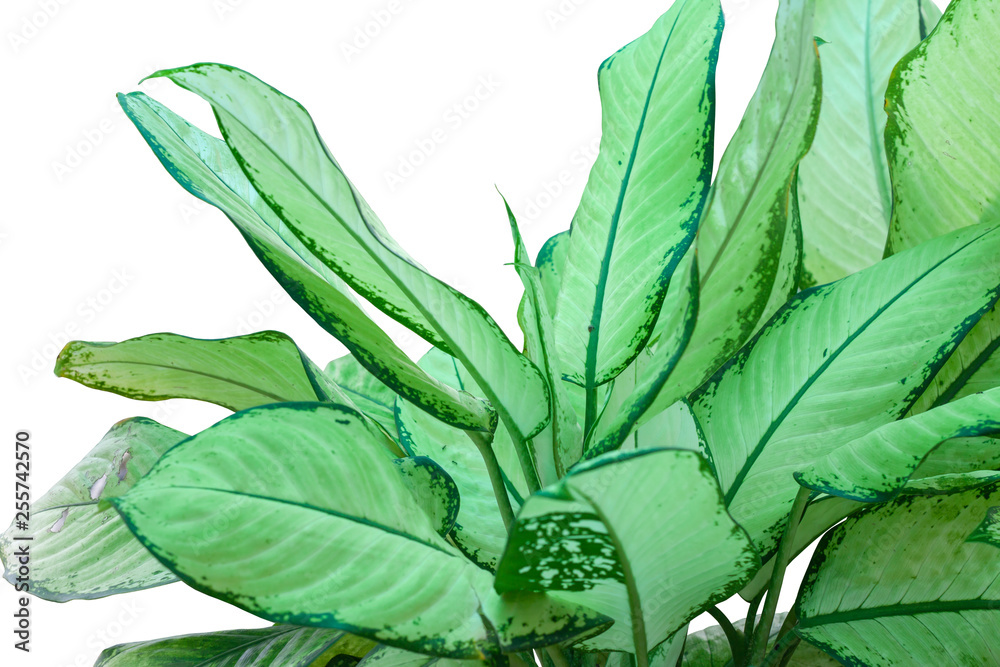 Obraz premium Dumb Cane plant or Dieffenbachia isolated on white background with clipping path.