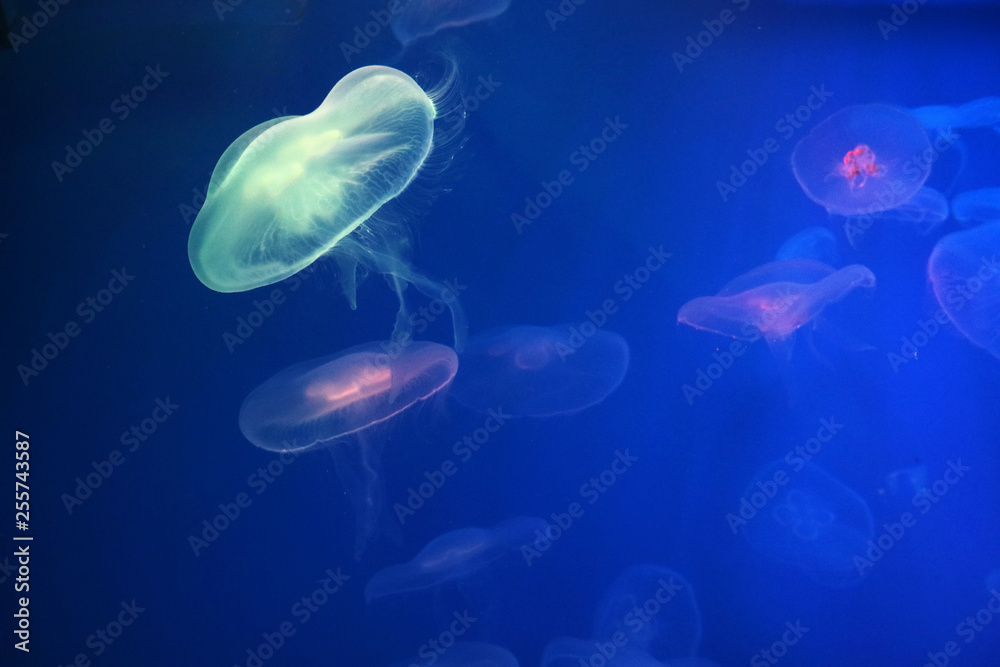 Aurelia jellyfish glow against the blue water as a background for the design. Aurelia jellyfish glow against the blue water as a background for the design.