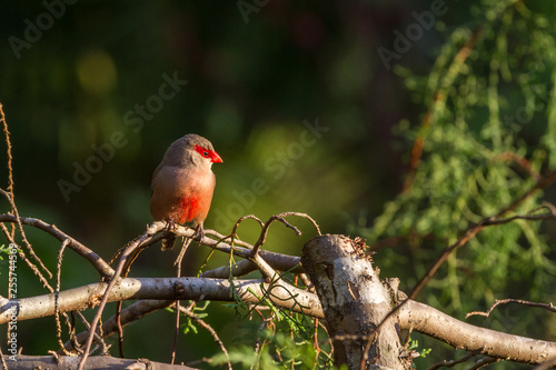 bird known as sealing nozzle