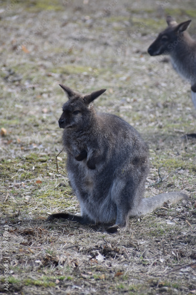 Sweet kangaroo is sitting on a green meadow in a park in Germany Sweet kangaroo is sitting on a green meadow in a park in Germany