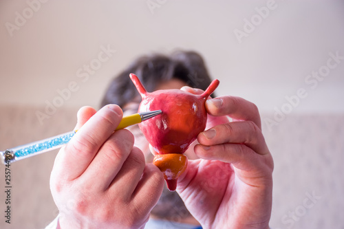 Doctor on defocused background holds in his hand anatomic model of bladder with prostate, pointing with pen in hand on urinary bladder in foreground. Localizing pathology, illness or problems  photo