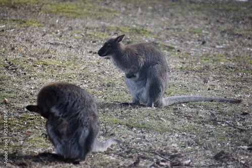 Two sweet kangaroos on a green meadow in a park in Germany