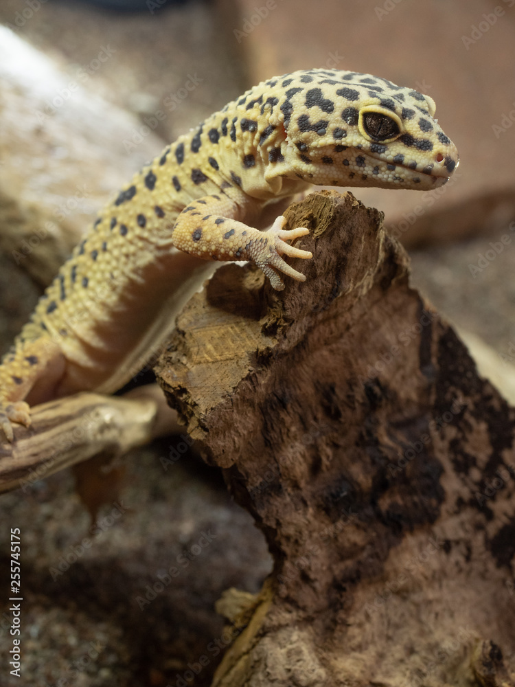 Naklejka premium Gecko Leopard
