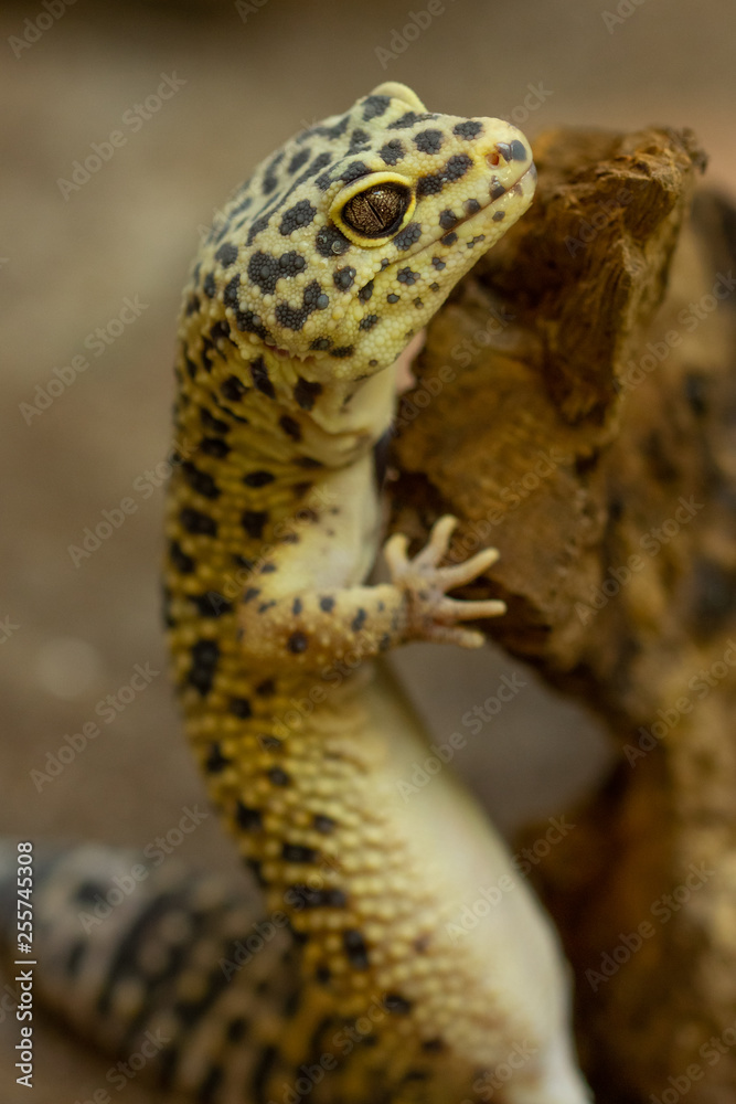 Naklejka premium Gecko Leopard