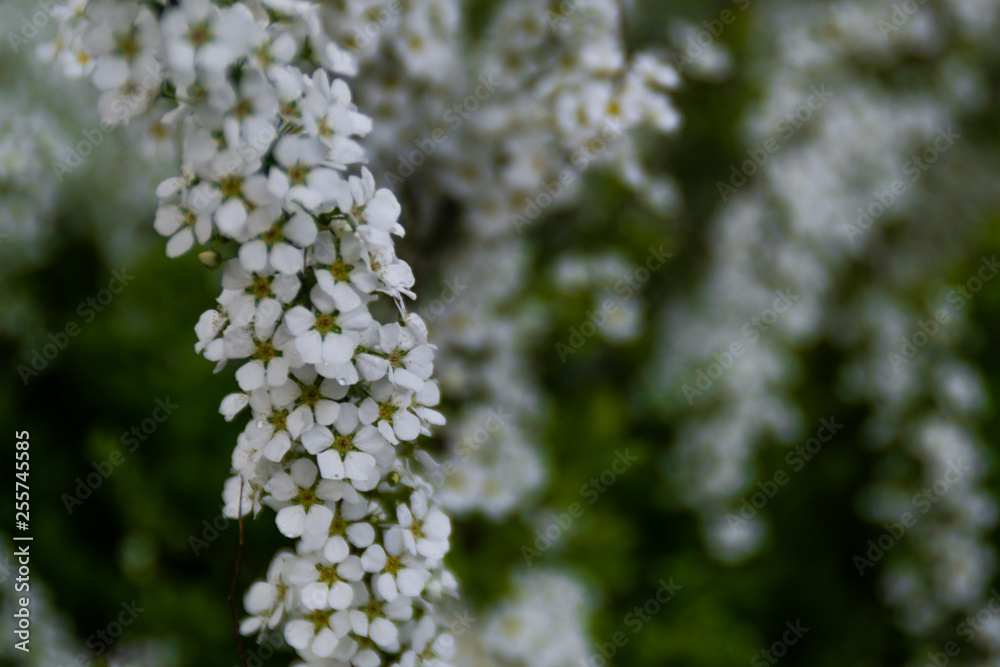 Close up of white flowers after it rains. Close up of white flowers after it rains.