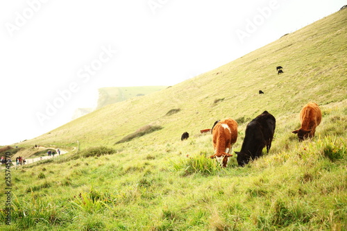 Cow eating grass on the hill scene.