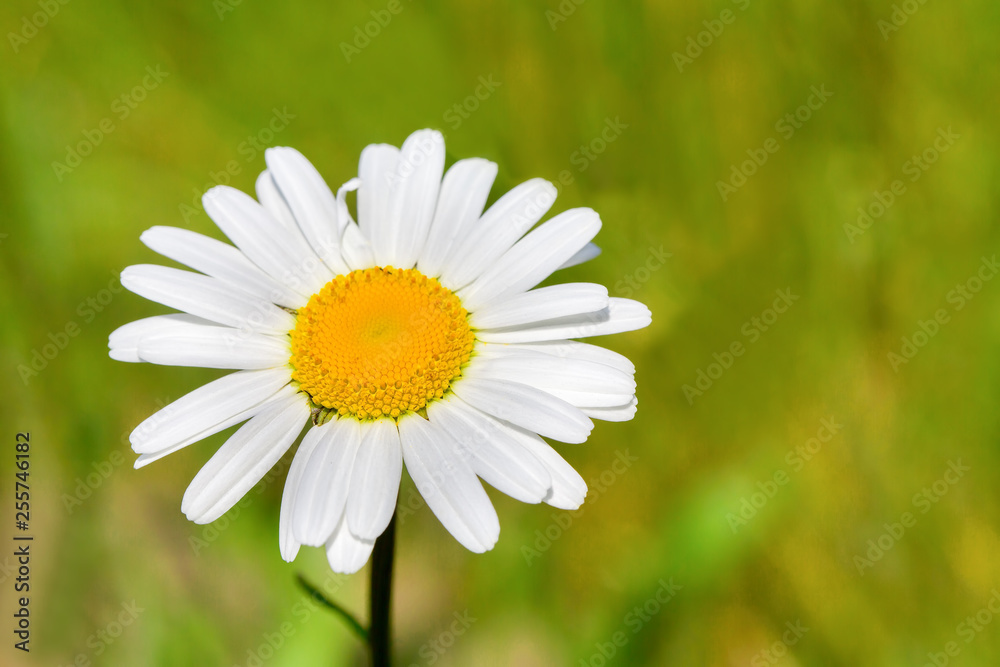 One blooming daisy with bokeh in green meadow One blooming daisy with bokeh in green meadow