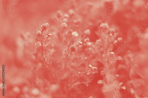 Wild chamomile pnants with flower. Selective focus Coral duotone