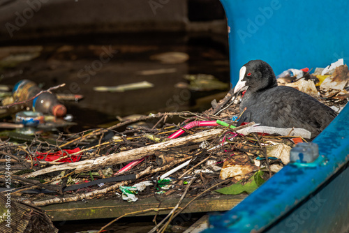 A Eurasian Coot sits on a nest built from human litter, including plastic straws, inside a half-sunk boat in an Amsterdam canal. photo