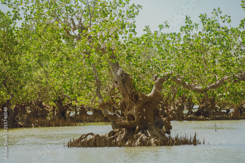 Magrove trees in a mangrove forest standing in the high tide water a tropical exotic scene  photo