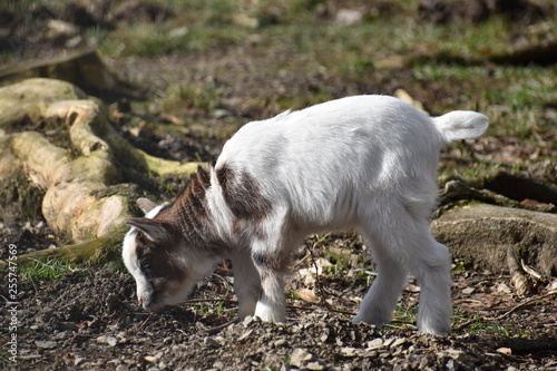 Little colorful white baby goat with a brown head in a park in Germany