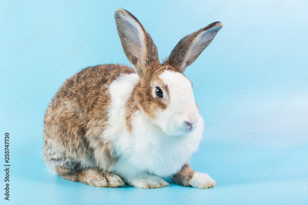 Fototapeta premium close up fluffy rabbit sit on blue background, bunny ear set