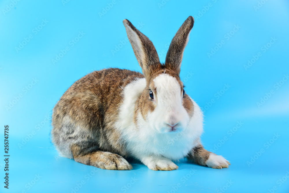 Fototapeta premium rabbit with brown and white hairs sit on blue background, bunny ear set