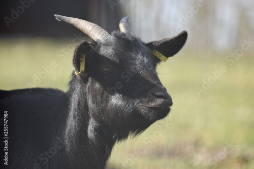 Portrait of a little black baby goatwith big antlers in a park in Germany