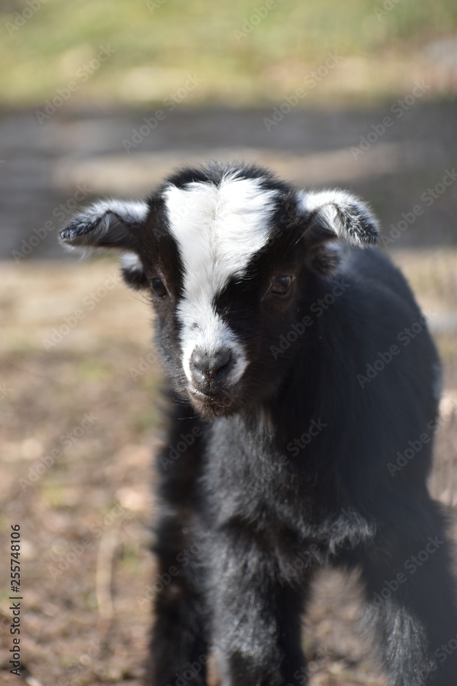 Little colorful black baby goat with a white head in a park in Germany Little colorful black baby goat with a white head in a park in Germany