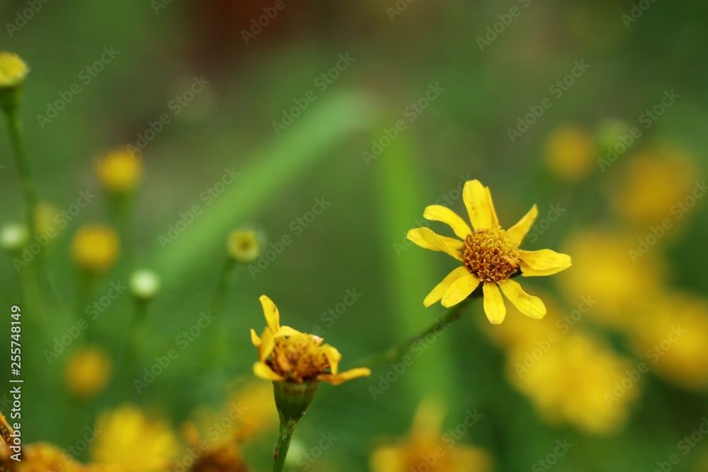 Daisy flower in tropical