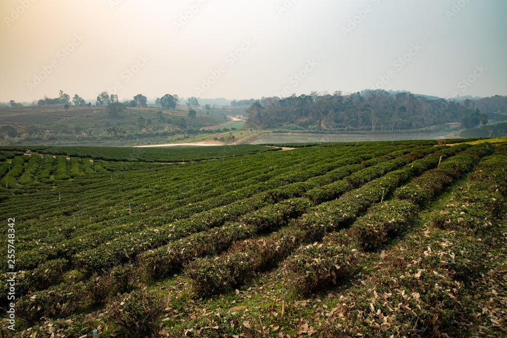 Early morning in the summer time at Tea plantation in Chiang Rai province Thailand.  Most of tea grown here are Oolong tea.