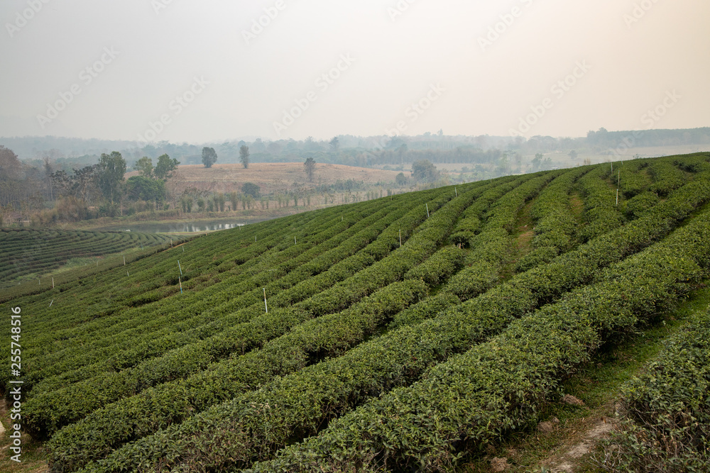 Early morning in the summer time at Tea plantation in Chiang Rai province Thailand.  Most of tea grown here are Oolong tea.