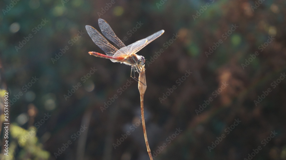 Fototapeta premium Dragonfly outdoor on a grass stalk