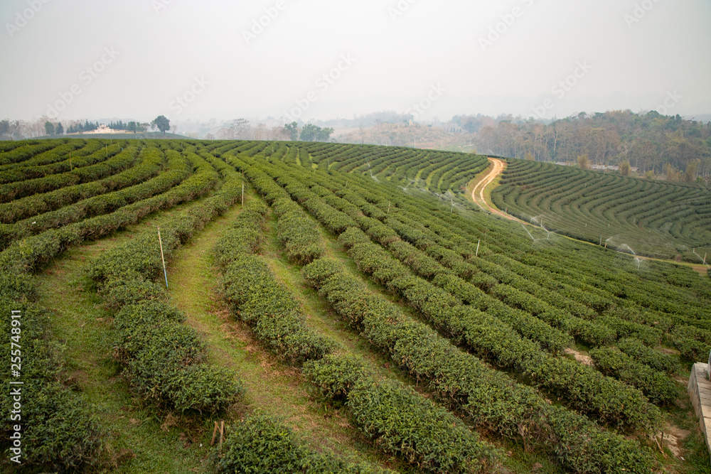 Tea plantation in the north of Thailand during the early morning in Summer.