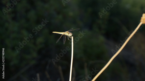 Dragonfly outdoor on a grass stalk © Fizzl