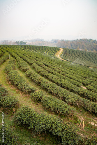 Early morning in the summer time at Tea plantation in Chiang Rai province Thailand. Most of tea grown here are Oolong tea.