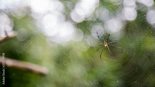 A female giant woods spider in the mountain forest of Taipei