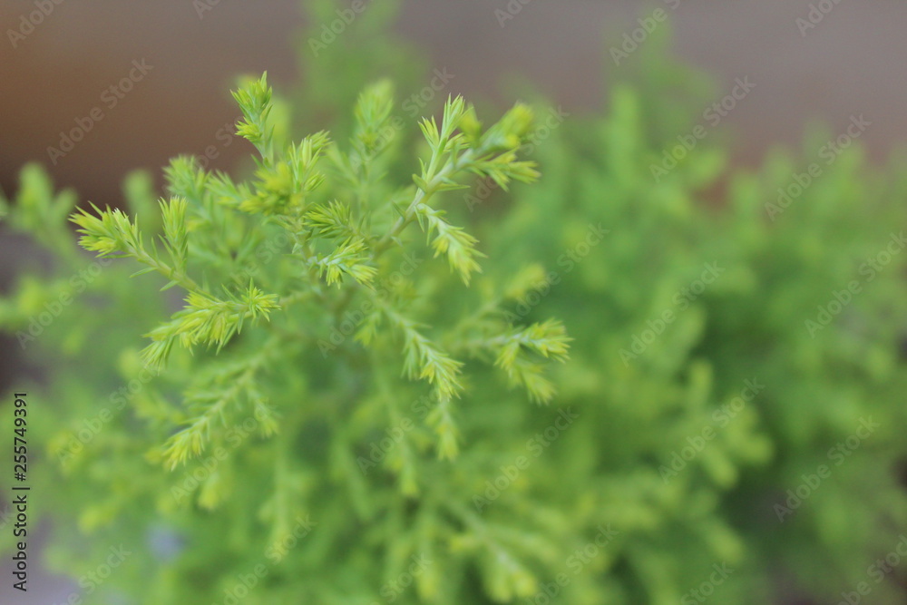 Green Green
