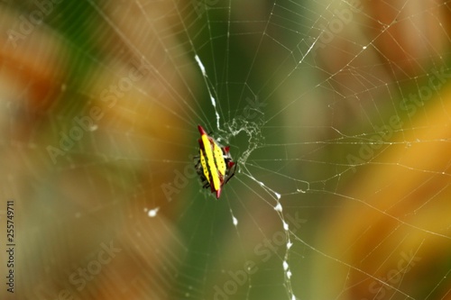 Spider on the webs