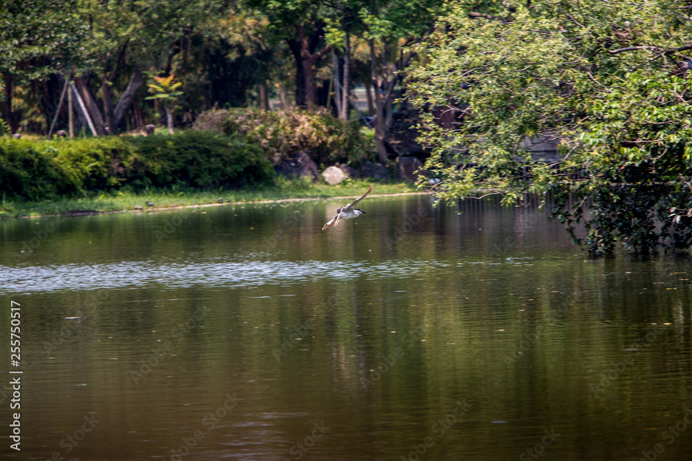 A bird of Nycticorax Nycticorax flying over the lake water at park of Taiwan. A bird of Nycticorax Nycticorax flying over the lake water at park of Taiwan.