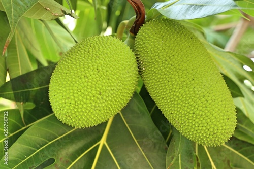 Breadfruit tree in tropical