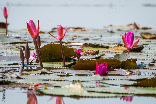 Lotus flowers blooming on Songkhla lake