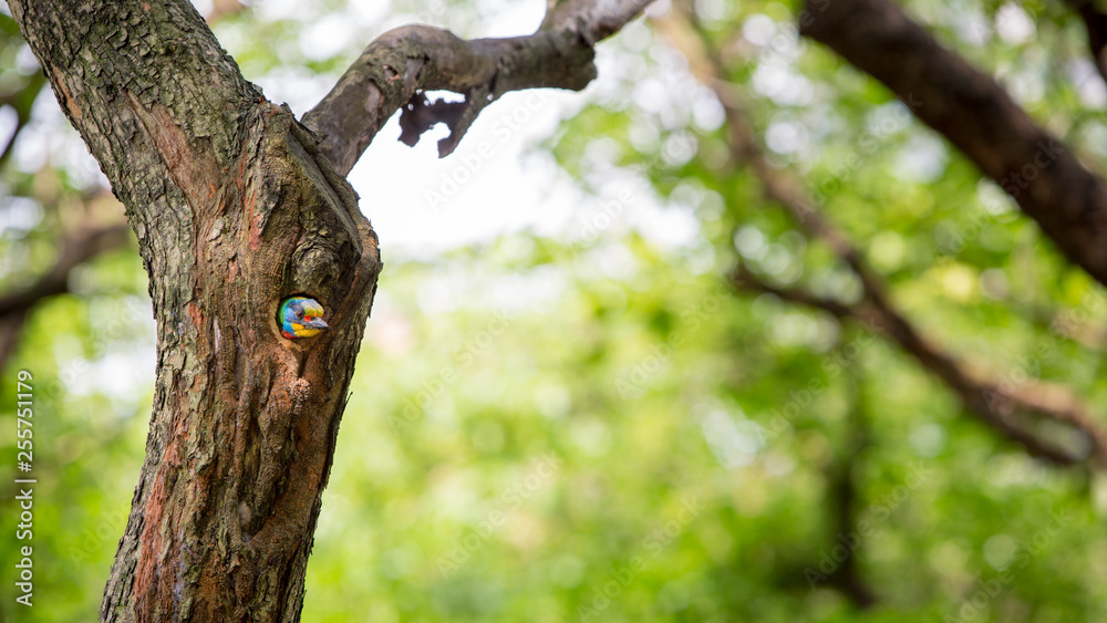 Obraz premium A bird Taiwan Barbet in the hole nest on the tree at Taiwan Daan Forest Park