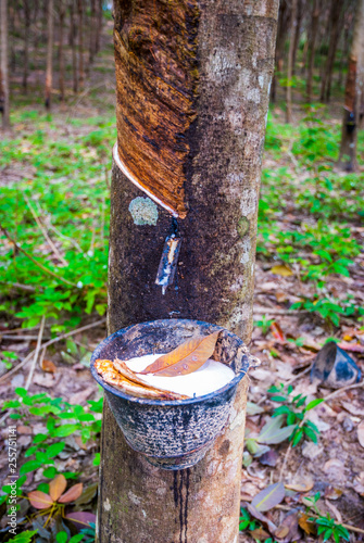 Latex collected from a rubber tree