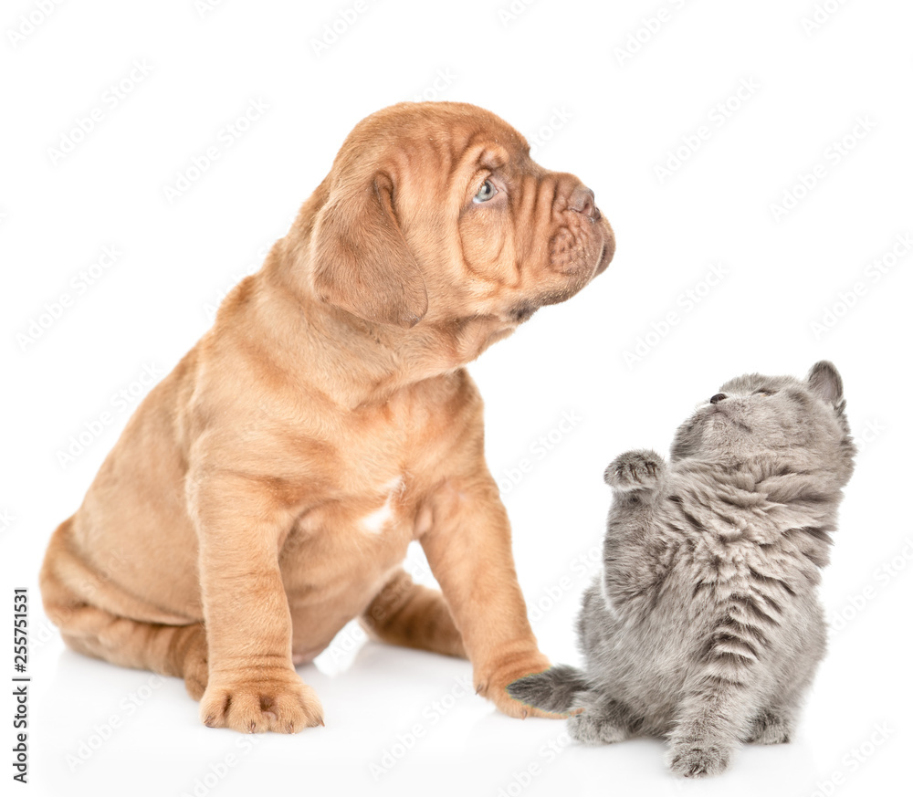 Mastiff puppy and playful baby kitten . isolated on white background