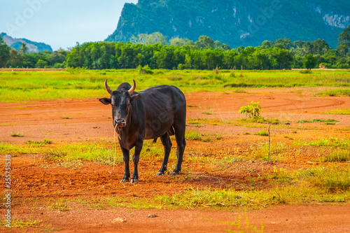 Cow in a field, Phatthalung